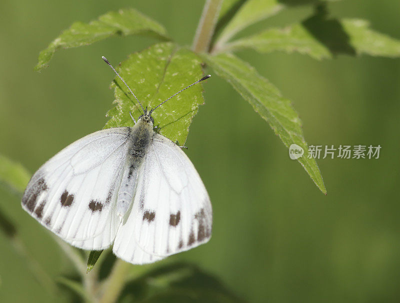 白蝴蝶(Pieris brassicae)